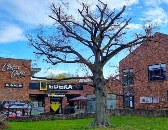 Ein neuer erster Baum für den Kladower Dorfplatz